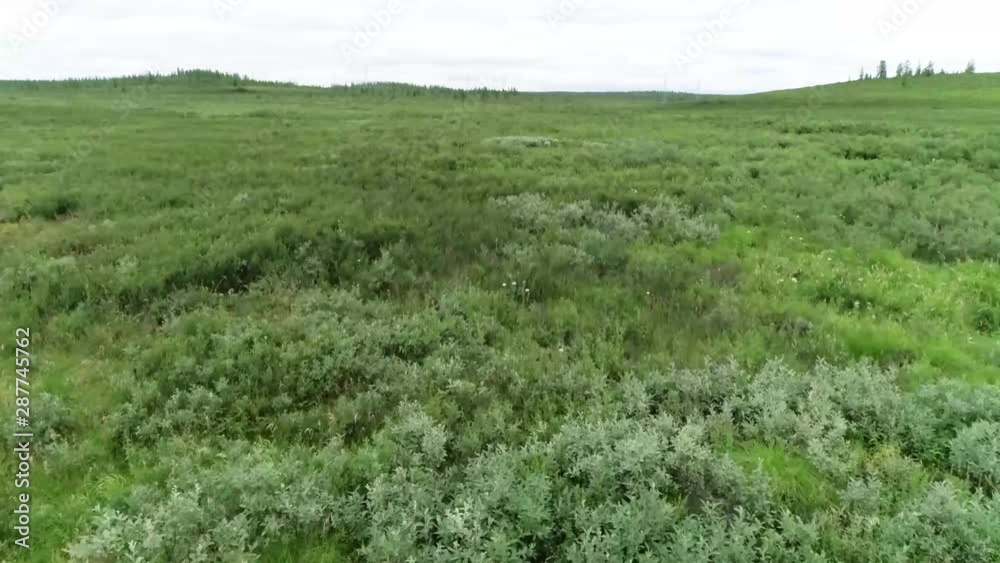 YAMAL region tundra YAMAL region tundra