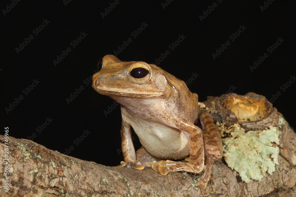 Obraz premium Golden Tree Frog on branch