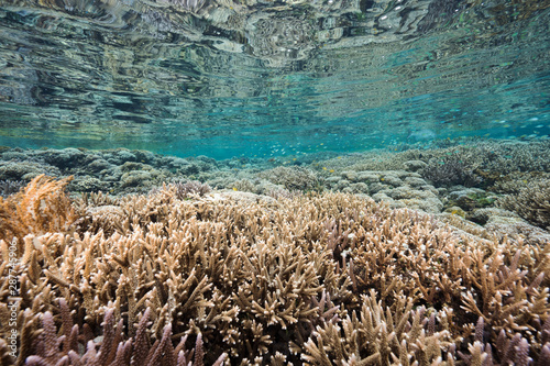 Reef scenic with pristine Acropora hard corals Raja Ampat Indonesia.