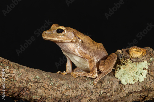 Golden Tree Frog on branch