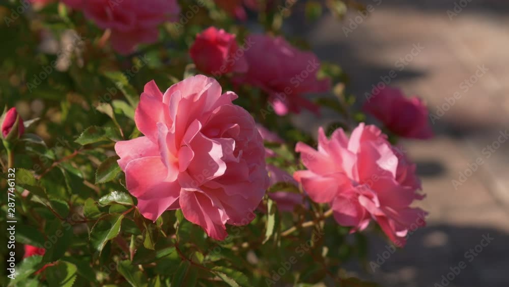 THE COURTYARDS FESTIVAL OF CORDOBA. Close up of 2 roses. Patios de Córdoba. THE COURTYARDS FESTIVAL OF CORDOBA. Close up of 2 roses. Patios de Córdoba.