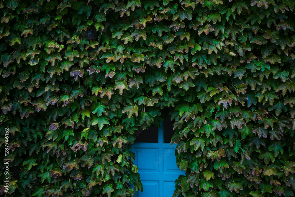 blue doors braided by green bushes