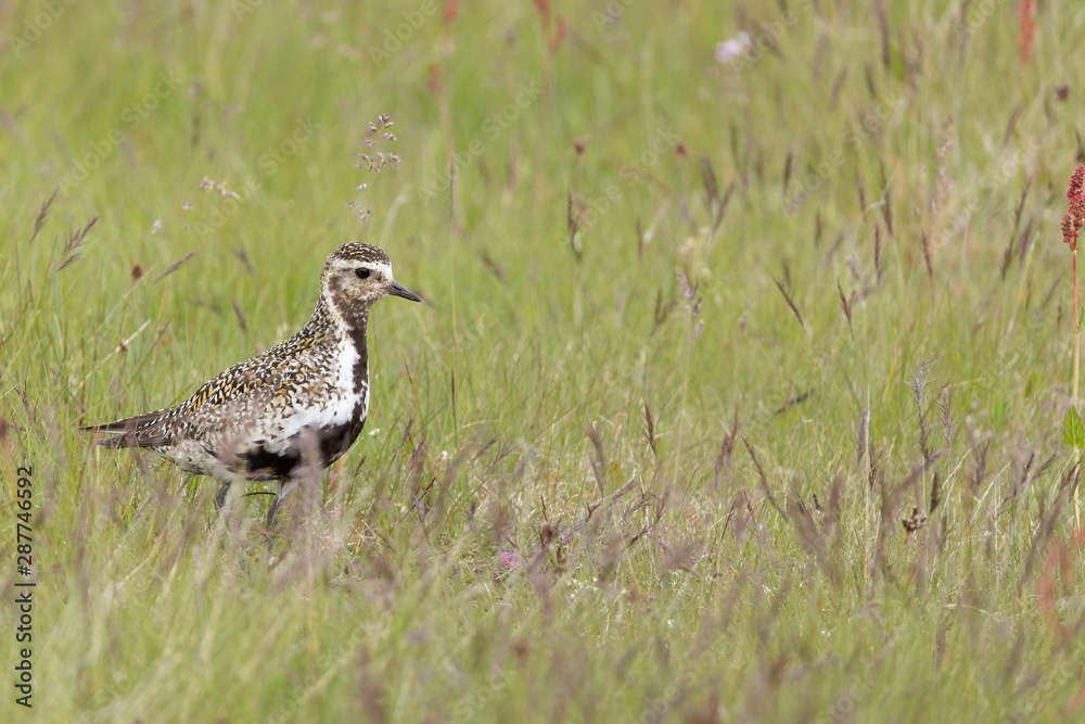Golden Plover on Grimsey Island Iceland Golden Plover on Grimsey Island Iceland