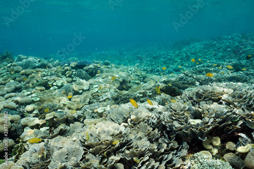Fototapeta Naklejka Na Ścianę i Meble -  Reef scenic with hard corals, Montipora aequituberulata, Raja Ampat Indonesia.