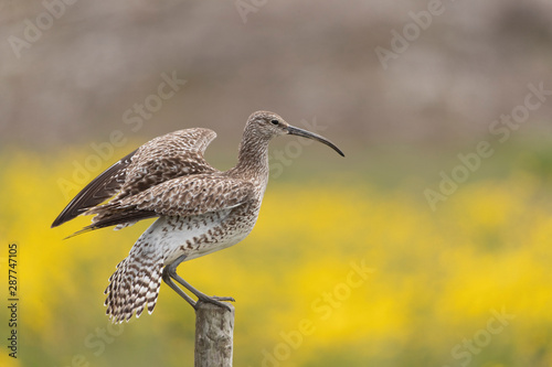 Whimbrel on fence post in Iceland photo