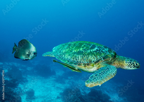 Loggerhead turtle  Caretta caretta  Raja Ampat Indonesia.