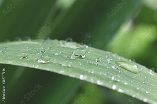 drops of water on the green leaf,for background