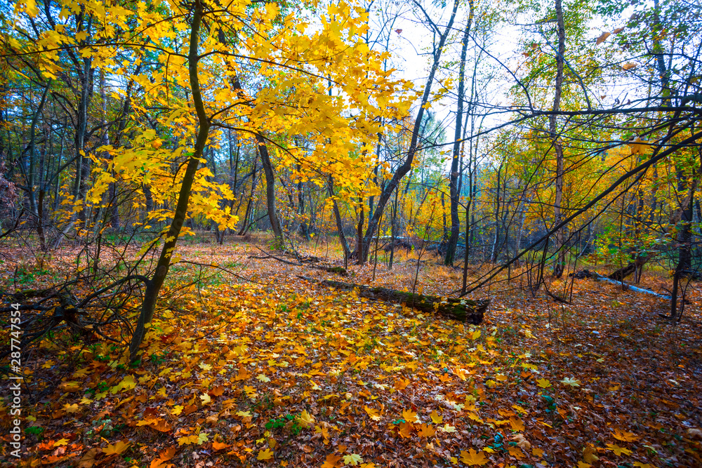 quiet autumn forest covered by a dry leaves, autumn outdoor background