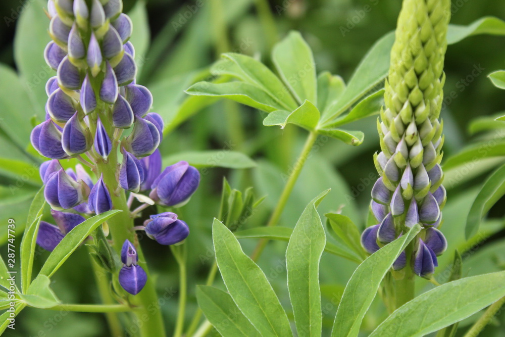 Obraz premium Nature