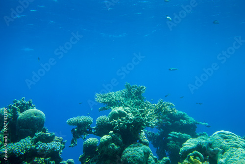 Red sea colorful corals and small fishes in an aquarium © vadiml