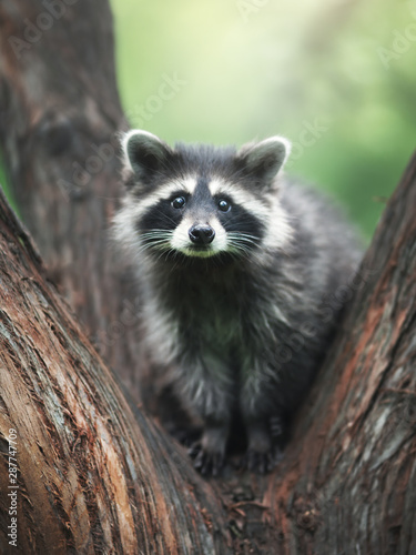 Canvas-taulu Raccoon on a branch. Outdoor