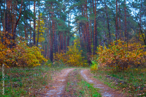 ground road in the red autumn forest