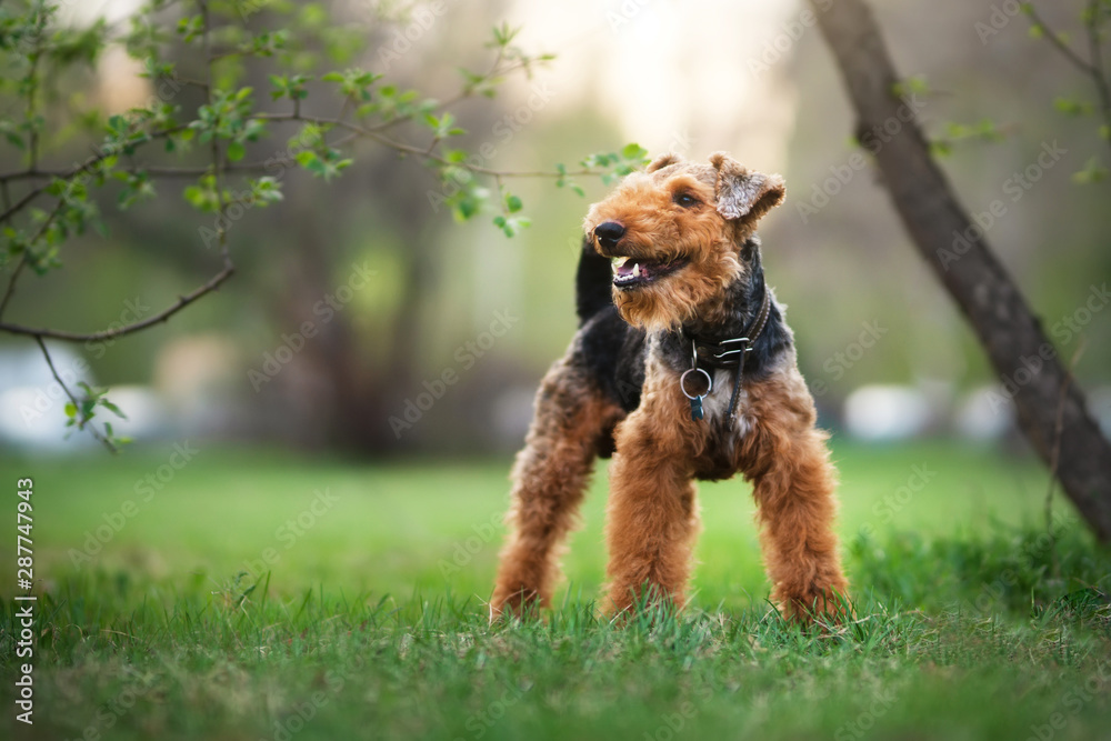 Welsh terrier outdoors Welsh terrier outdoors