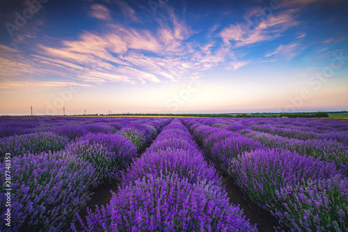 Lavender flower blooming fields in endless rows