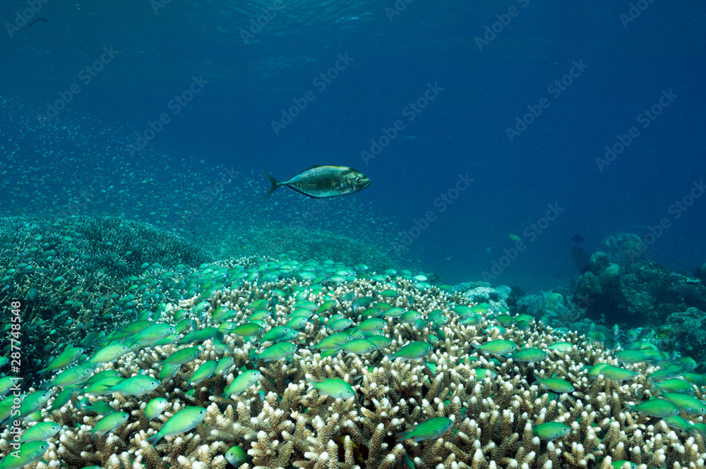 Fototapeta premium Massive shoal of blue damsels, Chromis viridis, feed in strong current howering over Acropora hard corals, Raja Ampat Indonesia.
