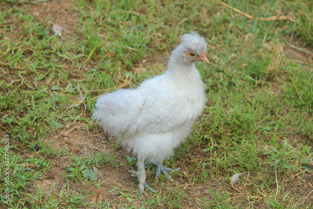 Fototapeta premium young hen in the meadow of the farm