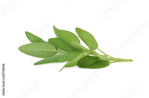 Sage herb isolated on white background
