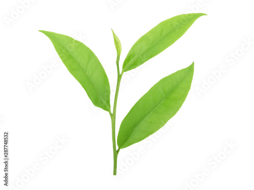Fototapeta Naklejka Na Ścianę i Meble -  green tea leaf isolated on white background