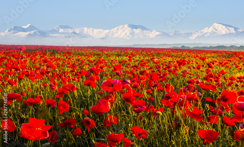 beautiful red poppy flower field before a snowbound mountain ridge  flowers and ice  outdoor background