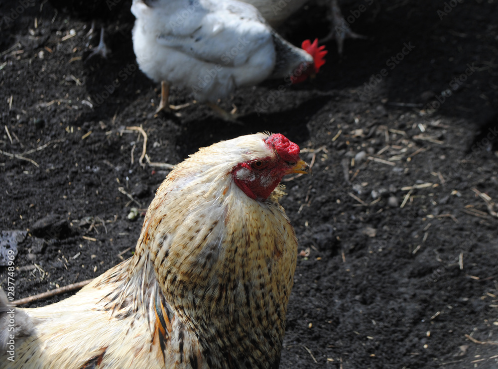 Capon. Beautiful castrated rooster, grown in a special way for a