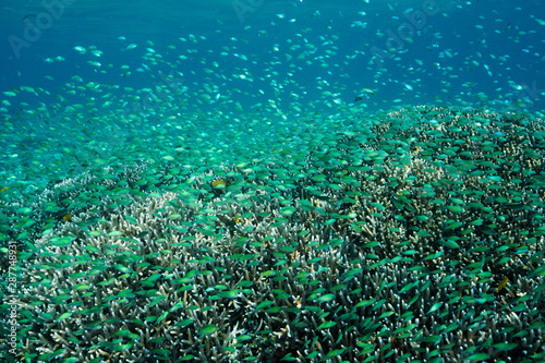 Massive shoal of blue damsels  Chromis viridis  feed in strong current howering over Acropora hard corals  Raja Ampat Indonesia.