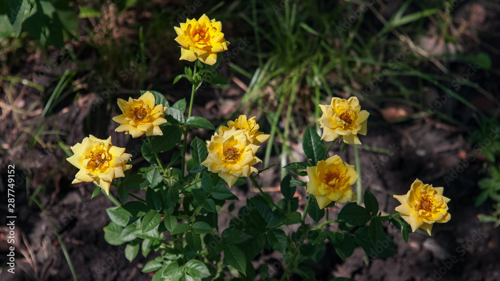 Yellow roses in the garden in the middle of summer Yellow roses in the garden in the middle of summer