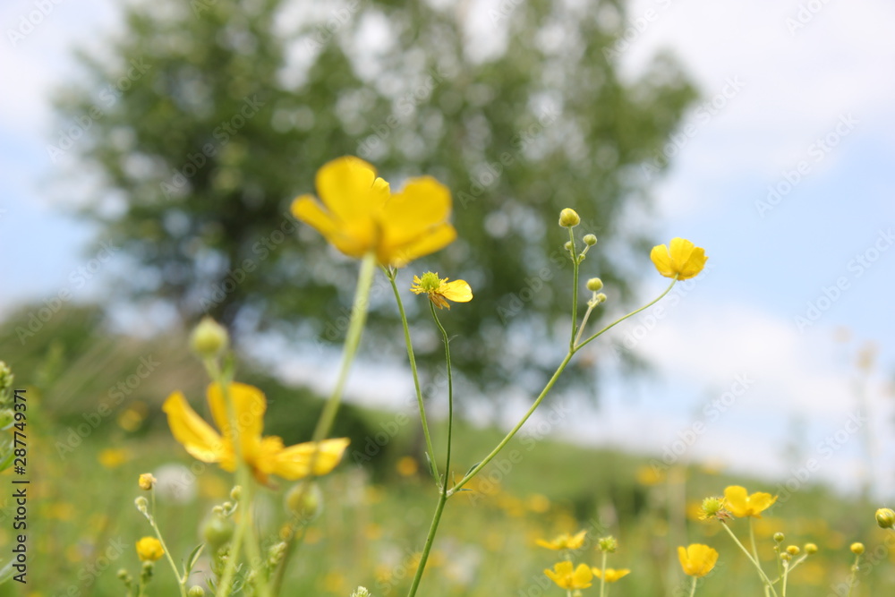 Fototapeta premium Nature