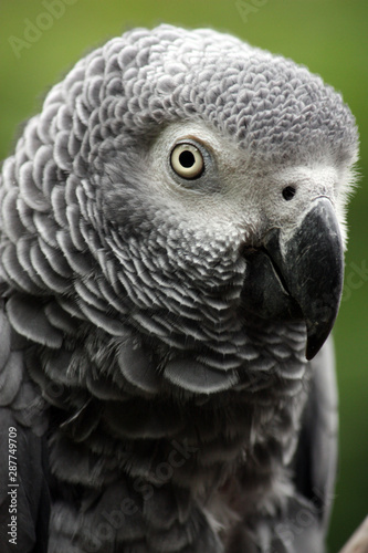 Graupapagei II (African Grey Parrot)