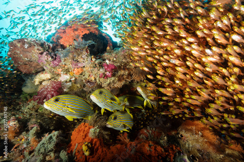 Colorful reef scenic with ribbon sweetlips, Plectorhinchus polytaenia, and golden sweepers, Parapriacanthus ransonneti, Raja Ampat Indonesia. photo