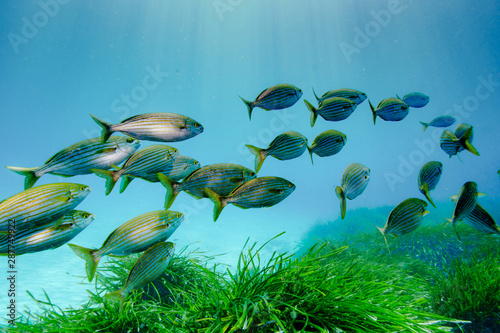 Fischschwarm im Freien Wasser