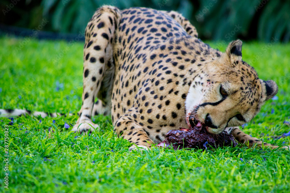 Cheetah eating and chewing a piece of meat in the green grass