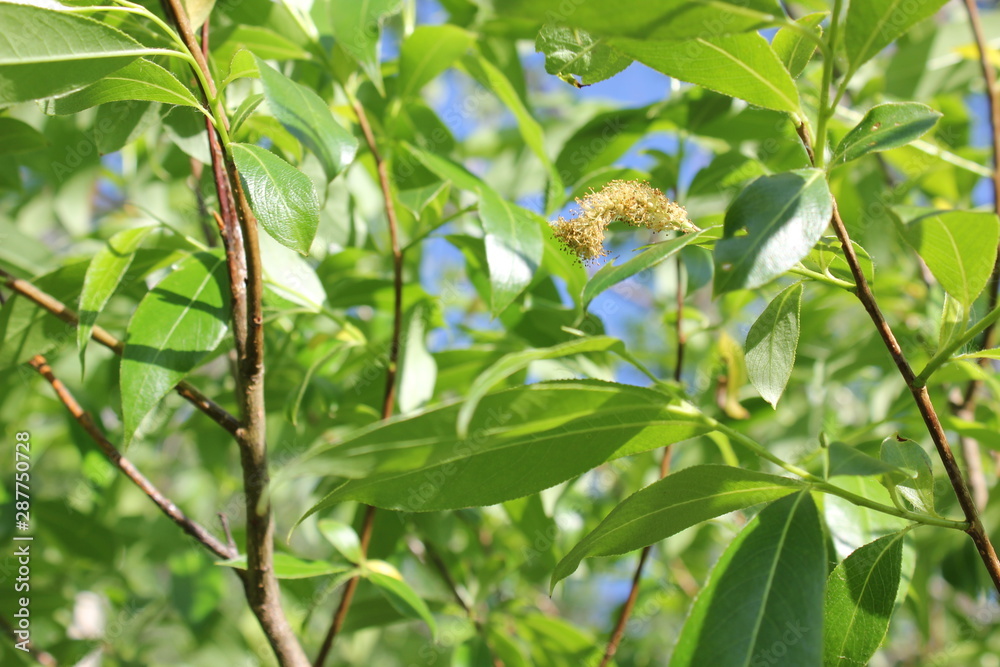 Obraz premium Nature