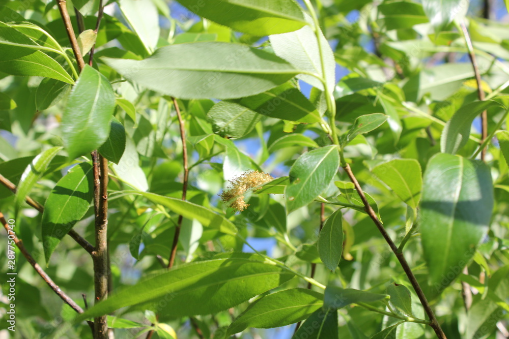 Obraz premium Nature