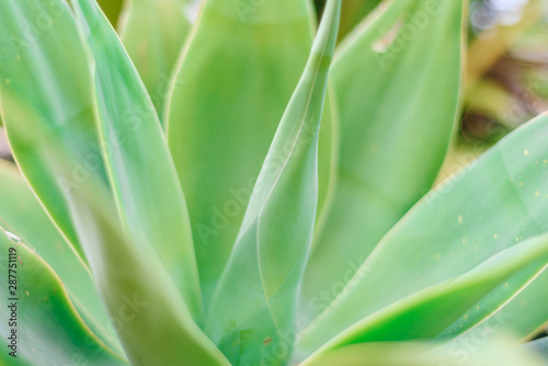 tropical leaf background  selective focus  green colorNature concept