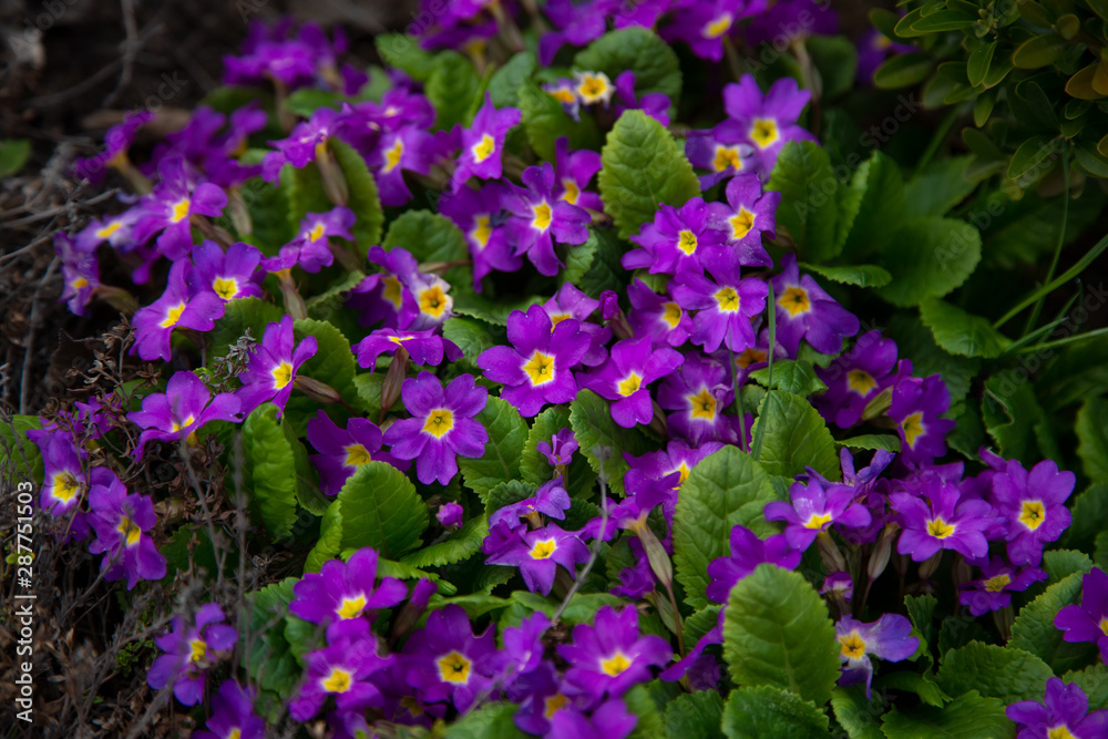 Obraz premium Primula is perennial. Primrose. Spring flowers. Close-up.