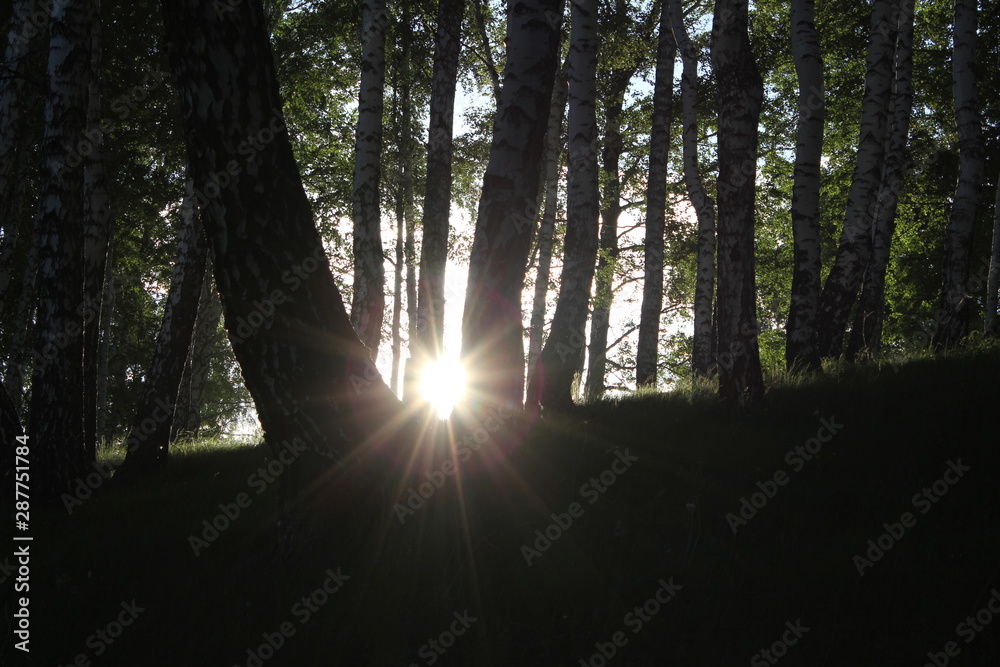 Obraz premium Nature