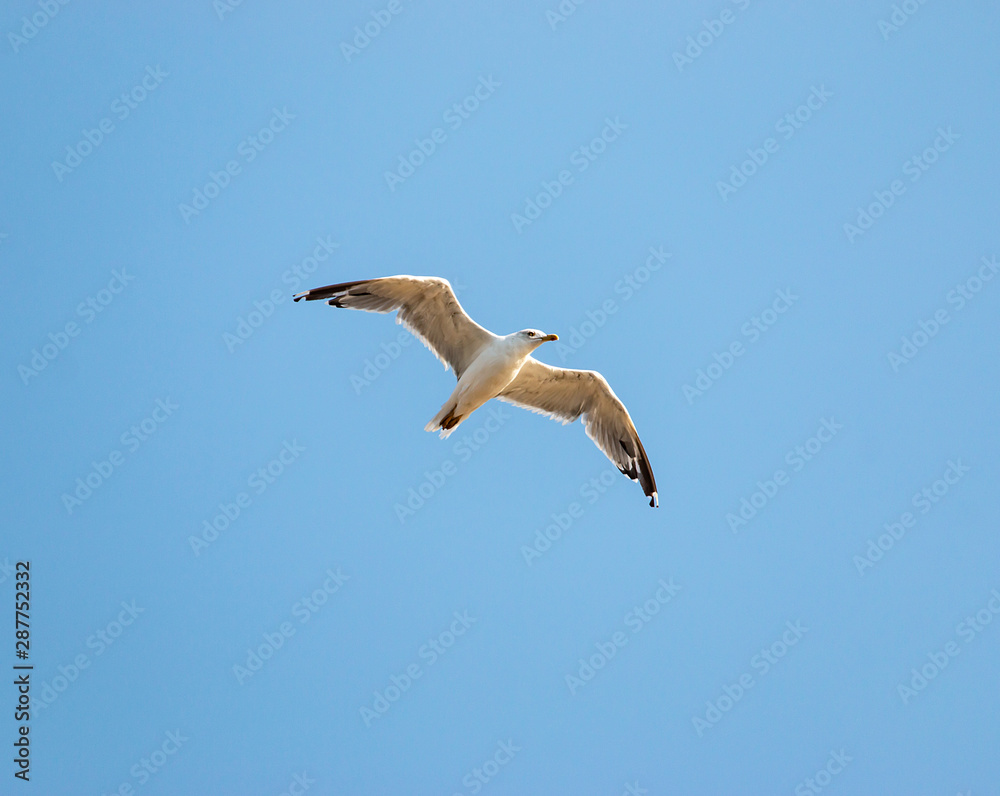 birds seagulls on a background of blue sky birds seagulls on a background of blue sky