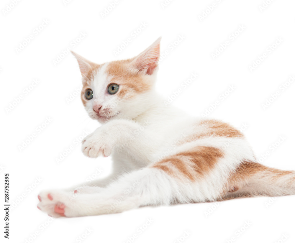 white kitten playing on a white background