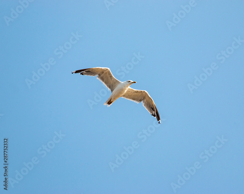 birds seagulls on a background of blue sky