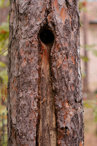 pine trunk with hollow