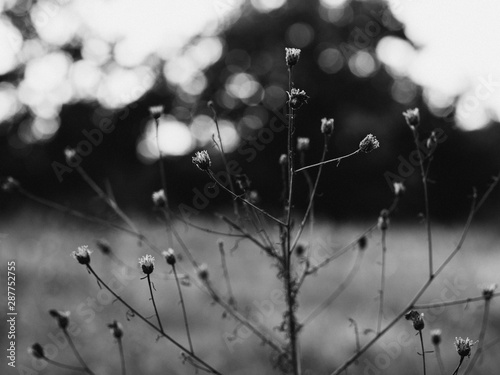 Backlit meadow flowers. Black and white image.