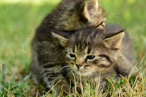 Wallpaper Mural Two cute little grey kitten with blue eyes Torontodigital.ca