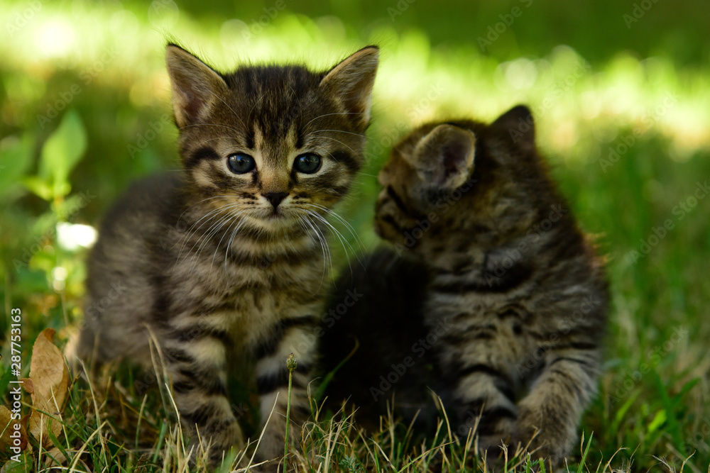 Two cute little grey kitten with blue eyes