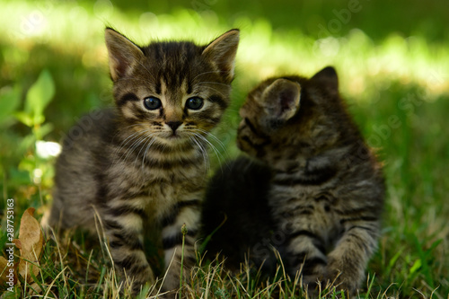 Wallpaper Mural Two cute little grey kitten with blue eyes Torontodigital.ca