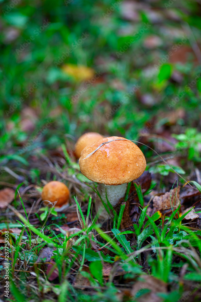 two mushrooms with orange cap Leccinum or Boletus grow in the autumn forest