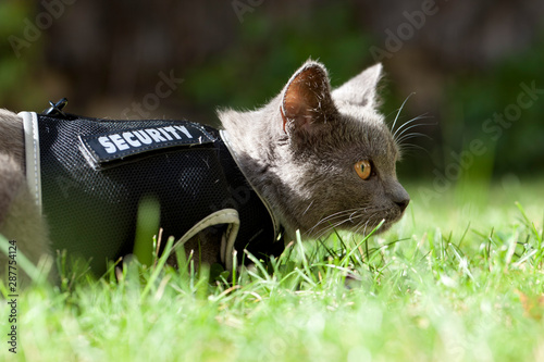 Security Katze photo