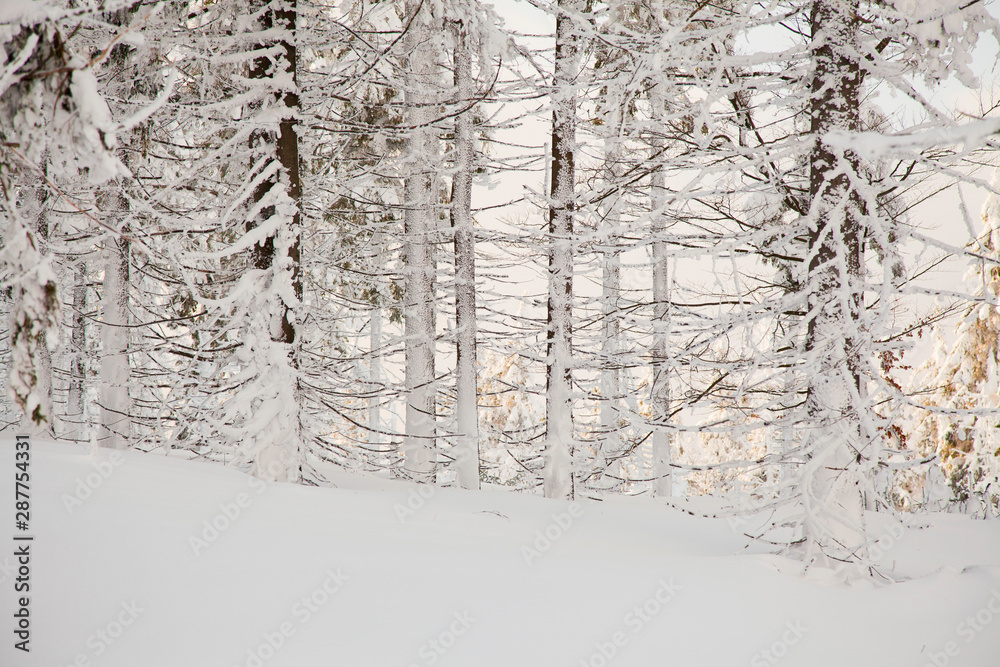 Fototapeta premium trees covered snow