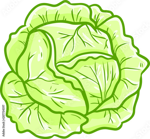 Funy and cute light green cabbage ready to be used in your cooking recipe