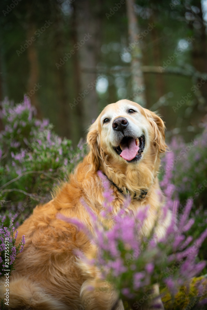 Golden Retriever with highland heather Golden Retriever with highland heather