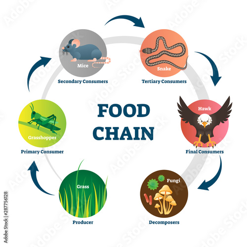 Food chain vector illustration. Labeled nature eating model circle scheme.